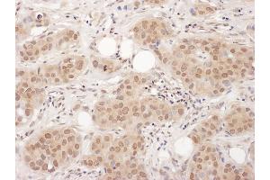Immunohistochemistry (IHC) image for anti-Endothelial Differentiation Related Factor 1 (EDF1) (AA 98-148) antibody (ABIN7455005)