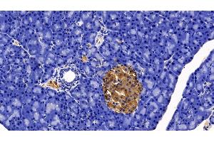 Detection of SST in Rat Pancreas Tissue using Polyclonal Antibody to Somatostatin (SST)