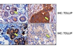 anti-Toll Interacting Protein (TOLLIP) (AA 221-250), (C-Term) antibody