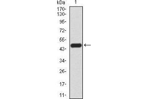 Western blot analysis using WNT3A mAb against human WNT3A (AA: 170-352) recombinant protein. (WNT3A anticorps  (AA 170-352))