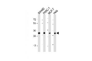 All lanes : Anti-OR7C2 Antibody at 1:1000 dilution Lane 1: S whole cell lysate Lane 2: NC-1 whole cell lysate Lane 3: MCF-7 whole cell lysate Lane 4: Hela whole cell lysate Lysates/proteins at 20 μg per lane. (OR7C2 anticorps  (AA 286-319))