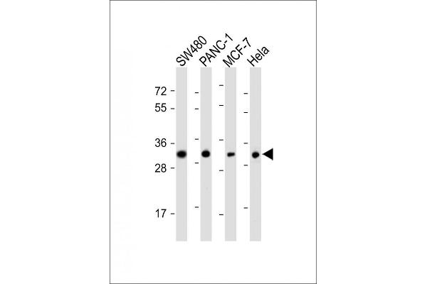 OR7C2 anticorps  (AA 286-319)