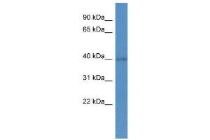 WB Suggested Anti-SOX1 AntibodyTitration: 1. (SOX1 anticorps  (N-Term))