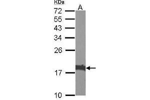 WB Image Sample (30 ug of whole cell lysate) A:NIH-3T3 12% SDS PAGE antibody diluted at 1:1000