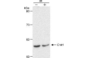 Western Blotting (WB) image for anti-Checkpoint Kinase 1 (CHEK1) (AA 200-250) antibody (ABIN7453256)