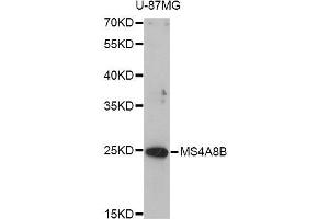 Western blot analysis of extracts of U-87MG cells, using MS4A8B antibody (ABIN5998264) at 1/1000 dilution. (Membrane-Spanning 4-Domains, Subfamily A, Member 8 (MS4A8) anticorps)