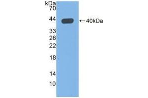 QPCT anticorps  (AA 29-361)