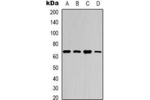 Western blot analysis of NF-kappaB p65 (AcK218) expression in HEK293T (A), SHSY5Y (B), mouse brain (C), mouse spleen (D) whole cell lysates. (NF-kB p65 anticorps  (acLys218))