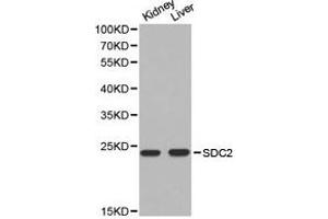 Western Blotting (WB) image for anti-Syndecan 2 (SDC2) antibody (ABIN1874709) (Syndecan 2 anticorps)