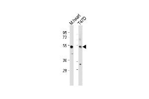 All lanes : Anti-SCAR5 Antibody (C-term) at 1:500 dilution Lane 1: Moese heart tissue lysate Lane 2: T47D whole cell lysate Lysates/proteins at 20 μg per lane.