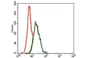 Flow cytometric analysis of Jurkat cells using INCENP mouse mAb (green) and negative control (red).