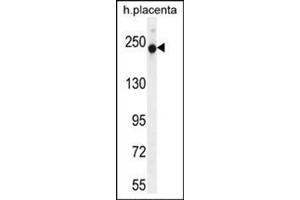 Western blot analysis in Human Placenta tissue lysates (35 ug/lane) using RUSC2 Antibody (N-term) Cat. (RUSC2 anticorps  (N-Term))