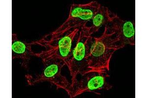 Immunofluorescence analysis of HeLa cells using HIST2H4A(20Me) mouse mAb (green). (Histone Cluster 2, H4a (HIST2H4A) (meLys20) anticorps)