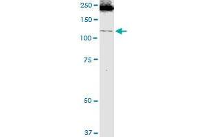 ITGA1 MaxPab polyclonal antibody.
