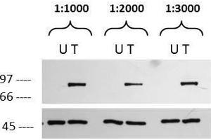Western blot using  affinity purified anti-p90 RSK1 pS732 antibody. (RPS6KA1 anticorps  (C-Term, pSer732))