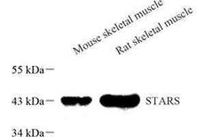 Western blot analysis of STARS (ABIN7072898),at dilution of 1: 1000,Lane 1: Mouse skeletal muscle tissue lysate,Lane 2: Rat skeletal muscle tissue lysate (ABRA anticorps)