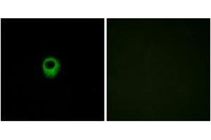 Immunofluorescence (IF) image for anti-Lysophosphatidic Acid Receptor 2 (LPAR2) (AA 271-320) antibody (ABIN2890816) (EDG4 anticorps  (AA 271-320))