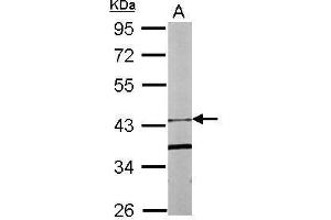WB Image Sample (20 ug of whole cell lysate) A: Human ESC 10% SDS PAGE antibody diluted at 1:1000 (FBXO15 anticorps)