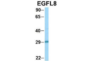 Host:  Rabbit  Target Name:  EGFL8  Sample Type:  HepG2  Antibody Dilution:  1.