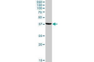 JAM3 MaxPab rabbit polyclonal antibody.