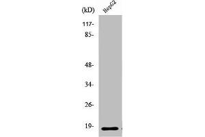 Western Blot analysis of HeLa cells using Ribosomal Protein L12 Polyclonal Antibody (RPL12 anticorps  (Internal Region))