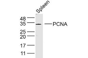 Mouse spleen lysates probed with PCNA Polyclonal Antibody, Unconjugated  at 1:300 dilution and 4˚C overnight incubation. (PCNA anticorps  (AA 151-261))