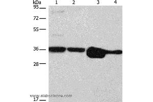 Western blot analysis of Hela, NIH/3T3, A172 and A431 cell, using ELAVL1 Polyclonal Antibody at dilution of 1:800 (ELAVL1 anticorps)