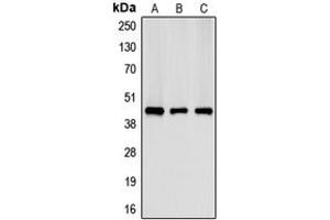 Western blot analysis of Creatine Kinase M expression in HeLa (A), NIH3T3 (B), H9C2 (C) whole cell lysates.