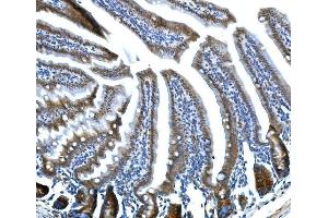 IHC analysis of Btc using anti-Btc antibody (ABIN7601294).