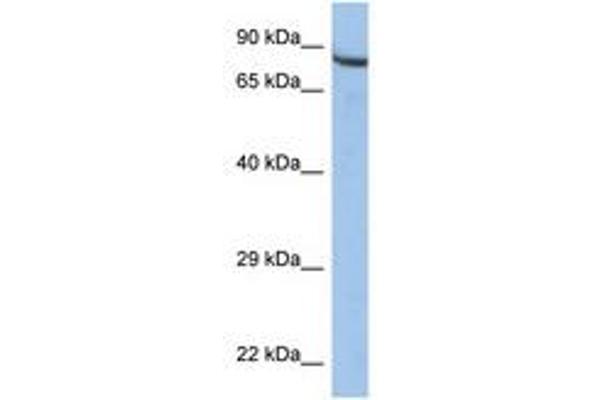 ZNF630 Antikörper  (AA 251-300)