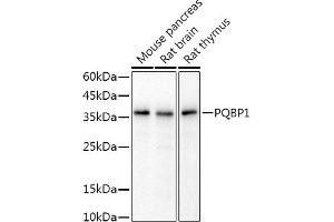 Western blot analysis of extracts of various cell lines, using PQBP1 antibody (ABIN7269452) at 1:1000 dilution. (PQBP1 anticorps)