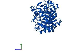 AlphaFold protein structure predicition of Mouse Recombinant Alad Protein, UniprotID P10518