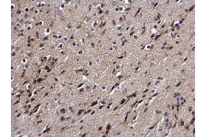 IHC-P Image DPF2 antibody detects DPF2 protein at cytoplasm and nucleus on mouse brain by immunohistochemical analysis. (DPF2 anticorps  (Center))