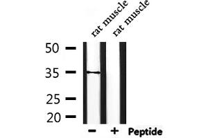 Western blot analysis of extracts from rat muscle, using TAS2R44 Antibody.