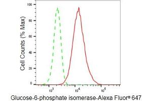 Flow cytometric analysis of Glucose-6-phosphate isomerase expression in HeLa cells using Glucose-6-phosphate isomerase antibody (ABIN7798734), 1:2,000). (Recombinant GPI anticorps)