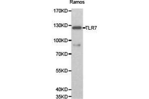 Western Blotting (WB) image for anti-Toll-Like Receptor 7 (TLR7) antibody (ABIN1875113)