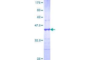 Image no. 1 for Cadherin 18, Type 2 (CDH18) (AA 467-576) protein (GST tag) (ABIN1348899)