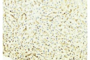 ABIN6274659 at 1/100 staining Mouse liver tissue by IHC-P. (CYP4B1 anticorps  (Internal Region))