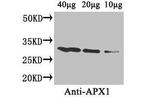 Western Blot Positive WB detected in: Arabidopsis thaliana (40 μg, 20 μg, 10 μg) All lanes: APX1 antibody at 4 μg/mL Secondary Goat polyclonal to rabbit IgG at 1/50000 dilution Predicted band size: 28 kDa Observed band size: 28 kDa (APX1 (AA 3-247) anticorps)