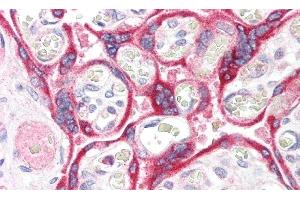Detection of ABP1 in Human Placenta Tissue using Polyclonal Antibody to Amiloride Binding Protein 1 (ABP1)