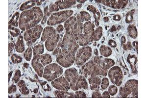 Image no. 7 for anti-Pyridoxamine 5'-Phosphate Oxidase (PNPO) antibody (ABIN1500318)