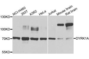 Western blot analysis of extracts of various cell lines, using DYRK1A antibody (ABIN6003499) at 1/1000 dilution. (DYRK1A anticorps)