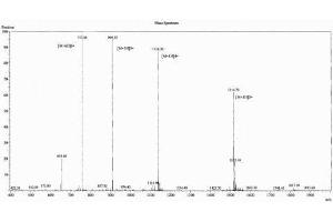 Adrenocorticotropic hormone (ACTH) peptide (Ovalbumin)
