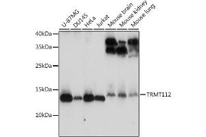 Western blot analysis of extracts of various cell lines, using TRMT112 antibody (ABIN7271001) at 1:3000 dilution. (TRMT112 anticorps  (AA 1-125))