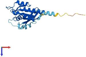 AlphaFold protein structure predicition of Human Recombinant RAB7B Protein, UniprotID Q96AH8