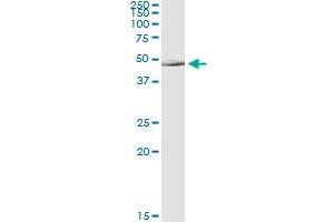 Immunoprecipitation of ALLC transfected lysate using anti-ALLC monoclonal antibody and Protein A Magnetic Bead , and immunoblotted with ALLC MaxPab rabbit polyclonal antibody.