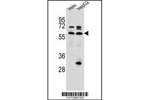Western blot analysis in Hela,HepG2 cell line lysates (35ug/lane). (SEPN1 anticorps  (C-Term))