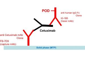 Cetuximab ELISA Kit