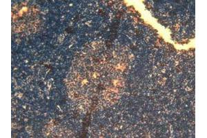 IHC-P analysis of Mouse Lymph Node Tissue, with DAB staining. (EPAS1 anticorps  (AA 21-336))