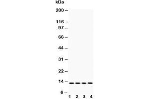 Western blot testing of Cytochrome C antibody and Lane 1:  rat liver;  2: HeLa;  3: MCF-7;  4: mouse HEPA (Cytochrome C anticorps  (AA 91-105))